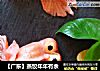 【广东】蒸饺年年有余的做法