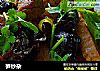 笋炒杂的做法