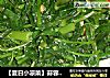 【夏日小凉菜】蒜蓉空心菜的做法