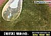 【哈尔滨】辅食小白菜??鸡肉松米粉的做法