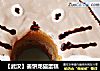 【武汉】姜饼龙猫蛋糕的做法