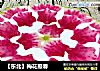 【东北】梅花报春的做法