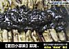 【夏日小凉菜】蒜泥麻酱拌落苏的做法