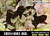［夏日小凉菜］浪漫凉拌面的做法