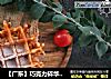 【广东】巧克力碎华夫饼（酵母版）的做法