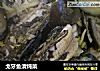 戈牙鱼清炖菜的做法