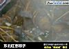 东北红枣粽子的做法