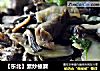 【东北】素炒榛蘑的做法