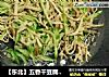 【东北】五香干豆腐拌黄瓜的做法