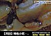 【开封】特色小吃－烧饼夹炒凉粉的做法