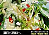 [夏日小凉菜]-----麻酱蒲公英的做法