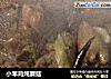 小笨鸡炖蘑菇的做法