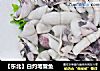 【东北】白灼笔管鱼的做法
