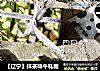 【辽宁】抹茶味牛轧糖的做法