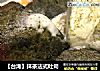 【台湾】抹茶法式吐司的做法