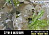 菜肉馄饨的做法