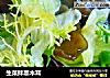 生菜拌黑木耳的做法