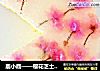 鹿小鹿——樱花芝士蛋糕的做法
