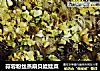 蒜蓉粉丝蒸扇贝娃娃菜的做法