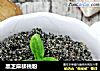 黑芝麻核桃粉的做法