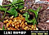 【上海】香辣牛腱子的做法