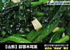 【山东】蒜蓉木耳菜的做法