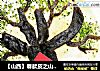 【山西】春款皮之山西洪洞大槐树的做法