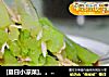 [夏日小凉菜]。。。。鸡丝芹菜沙拉的做法