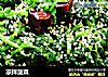 凉拌菠菜的做法
