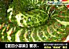 【夏日小凉菜】蓑衣黄瓜的做法