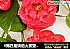 #第四届烘焙大赛暨是爱吃节#红玫瑰花朵面包的做法