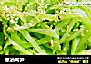 葱油莴笋的做法