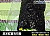 黑米红薯寿司卷的做法