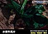 水煮牛肉片的做法