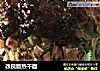改良版热干面的做法
