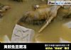 黄颡鱼豆腐汤的做法