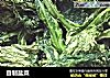 自制盐菜的做法