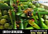 [夏日小凉菜]蒜薹拌豆的做法