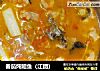 番茄炖鮰鱼（江团）的做法