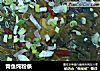 青鱼炖粉条的做法
