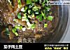 茄子炖土豆的做法
