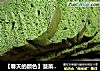 【春天的颜色】菠菜吐司的做法