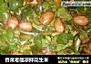香菜老醋凉拌花生米的做法