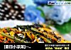 [夏日小凉菜]----拌芝麻海带胡萝卜丝的做法