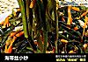 海带丝小炒的做法