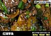 红烧带鱼的做法