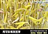 用可乐甁发豆芽的做法