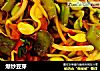 爆炒豆芽的做法