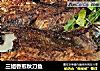 三姐香煎秋刀鱼的做法