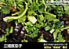 三姐酱茄子的做法